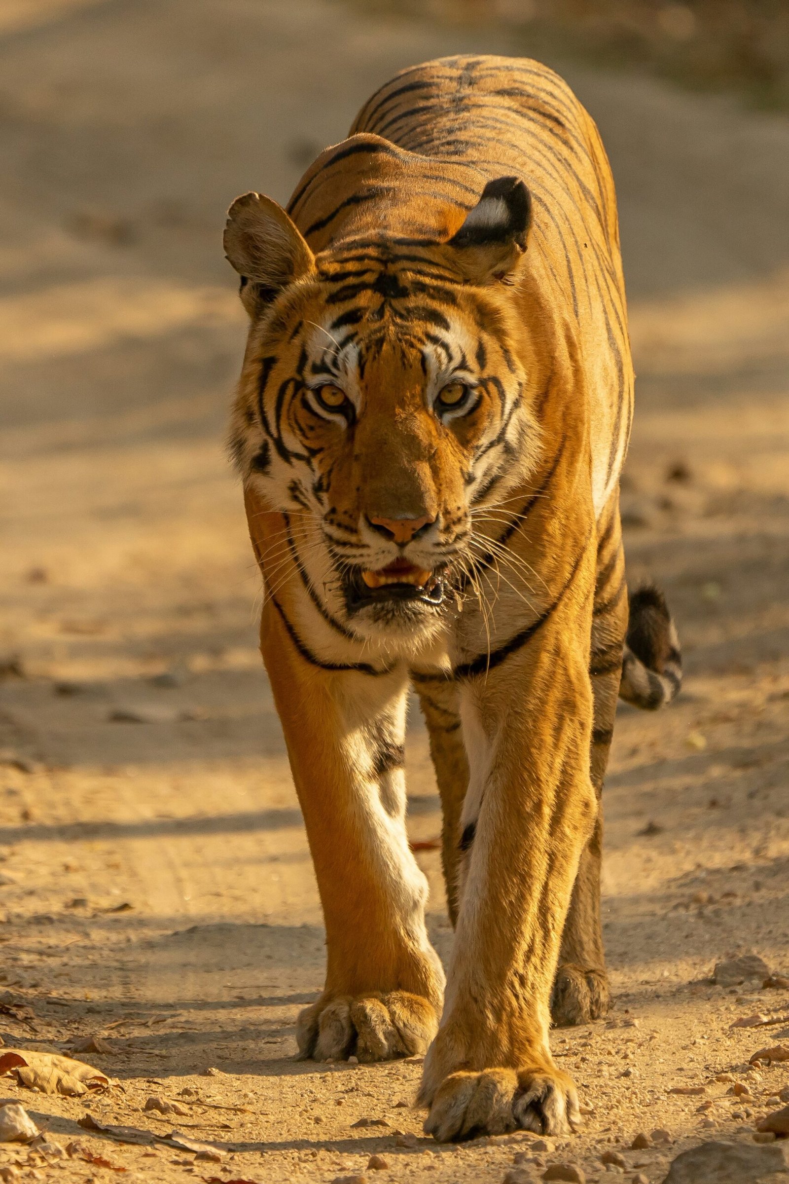 brown tiger walking on brown sand during daytime